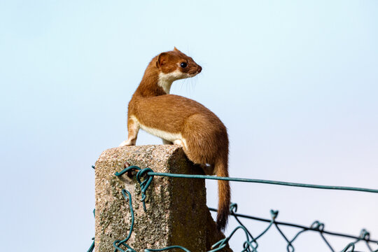 A weasel in the wildlife
