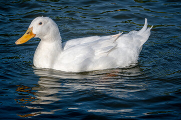 Large white heavy duck also known as America Pekin Duck, Long Island Duck, Pekin Duck, Aylesbury Duck, Anas platyrhynchos domesticus