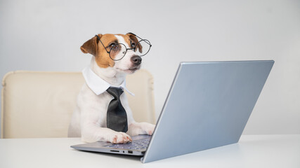 Dog jack russell terrier in glasses and a tie sits at a desk and works at a computer on a white...