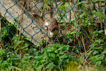 A weasel in the wildlife