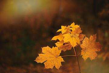 Yellow maple leaves during autumn season with warm sunlight from behind. Fall park on blurry...