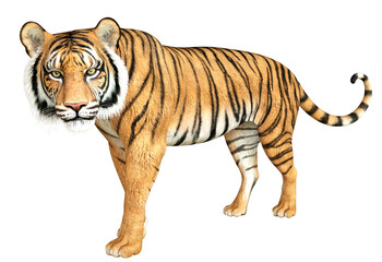 3D Red Tiger