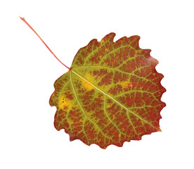 aspen autumn leaf isolated on a white background with a clipping path