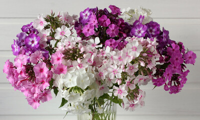 bouquet of phlox close-up as a floral background