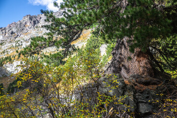 landscape with a tree in the foreground