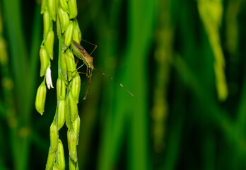 grass in the morning