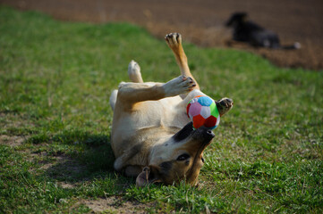 big dog with a ball. Dog lying on the grass. red-haired a large dog holds a ball in his mouth, lying on the green grass. playful animal. a pet. close-up. the dog lies on its back, side view