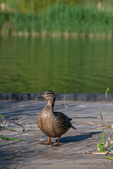 Female mallard duck, anas platyrhynchos