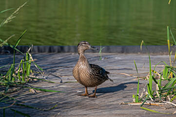 Female mallard duck, anas platyrhynchos