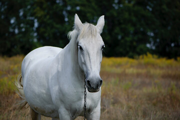 close-up portrait of a white horse. beautiful horse on dry grass in the field. Arabian horse standing in an agriculture field with dry grass in sunny weather. strong, hardy and fast animal.
