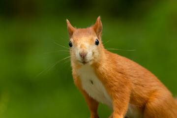 Red squirrel (Sciurus vulgaris) an adorable furry mammal living in the forest. Detailed portrait of a wild cute squirrel sitting on a tree with soft green background. Czech Republic