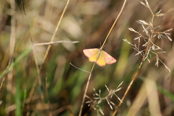 Portrait eines Rotbandspanners im Gras einer Wiese.