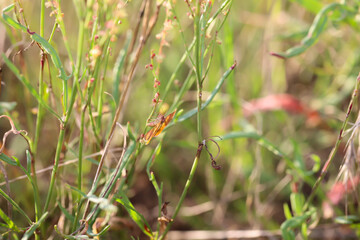 Portrait eines Rotbandspanners im Gras einer Wiese.