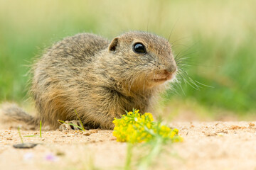 European ground squirrel (Spermophilus citellus) an adorable furry mammal living in the fields....