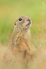 Naklejka na ściany i meble European ground squirrel (Spermophilus citellus) an adorable furry mammal living in the fields. Detailed portrait of a wild cute animal sitting in the grass with soft green background. Czech Republic