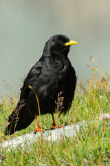 Alpine chough (Pyrrhocorax graculus) sitting on a rock. Detailed portrait of a beautiful mountain bird in its habitat with soft background. Wildlife scene from nature. Austria