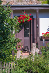 Fototapeta na wymiar Big great dane dog sits on the porch of an old house in the yard in village Holloko in Hungary, Europe