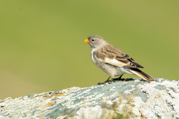 White-winged snowfinch (Montifringilla nivalis) sitting on a rock. Detailed portrait of a beautiful mountain bird in its habitat with soft background. Wildlife scene from nature. Austria