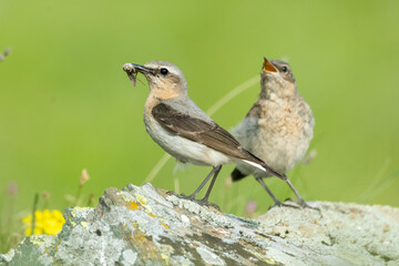 Northern wheatear (Oenanthe oenanthe) sitting on a rock and feeding a juvenile. Detailed portrait of a beautiful mountain bird in its habitat with soft background. Wildlife scene from nature. Austria