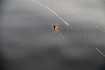 Spinne im Netz