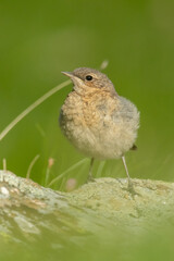 Northern wheatear (Oenanthe oenanthe) sitting on a rock and feeding a juvenile. Detailed portrait of a beautiful mountain bird in its habitat with soft background. Wildlife scene from nature. Austria