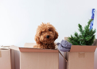 In a cardboard box there is an artificial Christmas tree, mittens, a miniature poodle