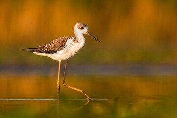 Black-winged stilt (Himantopus himantopus) a beautiful shorebird standing in the water of a muddy lake. Detailed portrait of a wader in its habitat. Wildlife scene from nauture. Hungary