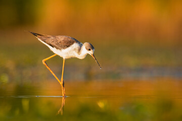 Black-winged stilt (Himantopus himantopus) a beautiful shorebird standing in the water of a muddy lake. Detailed portrait of a wader in its habitat. Wildlife scene from nauture. Hungary