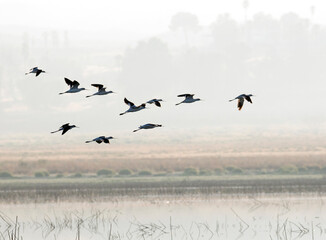 Flock of mallard ducks flying through the morning fog in Lake Perris California