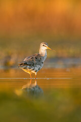 Spotted redshank (Tringa erythropus) a beautiful shorebird standing in the water of a muddy lake. Detailed portrait of a wader in its habitat. Wildlife scene from nauture. Hungary