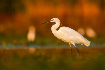 Little egret (Egretta garzetta) a beautiful waterbird standing in the water of a muddy lake. Detailed portrait of an egret in its habitat. Wildlife scene from nature. Hungary