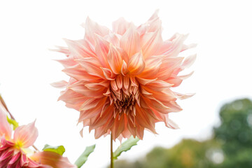 Large Penhill Watermelon Dahlia flower growing outdoors.