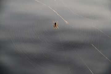 Spinne im Netz