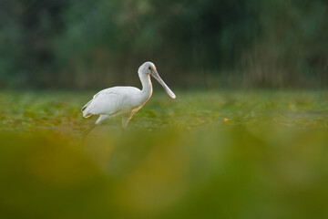 Eurasian spoonbill (Platalea leucorodia) a beautiful waterbird standing in the water of a muddy lake. Detailed portrait of a spoonbill in its habitat. Wildlife scene from nature. Hungary