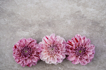 Trio of white and purple speckled flowers placed at the bottom of the image. Muted grey and white background. Space for text. Graphic resource.