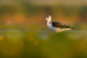 Black-winged stilt (Himantopus himantopus) a beautiful shorebird standing in the water of a muddy lake. Detailed portrait of a wader in its habitat. Wildlife scene from nauture. Hungary