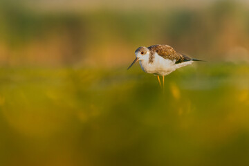 Black-winged stilt (Himantopus himantopus) a beautiful shorebird standing in the water of a muddy lake. Detailed portrait of a wader in its habitat. Wildlife scene from nauture. Hungary