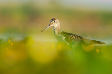 Common greenshank (Tringa nebularia) a beautiful shorebird standing in the water of a muddy lake. Detailed portrait of a wader in its habitat. Wildlife scene from nature. Hungary