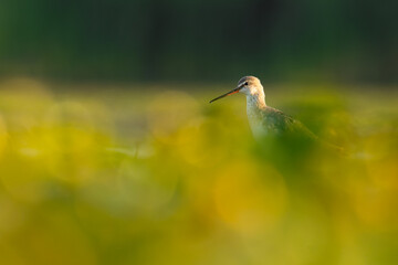 Spotted redshank (Tringa erythropus) a beautiful shorebird standing in the water of a muddy lake. Detailed portrait of a wader in its habitat. Wildlife scene from nauture. Hungary