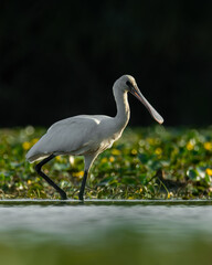 Eurasian spoonbill (Platalea leucorodia) a beautiful waterbird standing in the water of a muddy lake. Detailed portrait of a spoonbill in its habitat. Wildlife scene from nature. Hungary