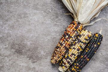 Trio of decorative, colorful corn on a muted background. Fall colors. Background, graphic resource.