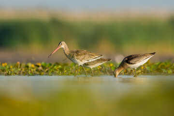 Black-tailed godwit (Limosa limosa) a beautiful shorebird standing in the water of a muddy lake. Detailed portrait of a wader in its habitat. Wildlife scene from nauture. Hungary