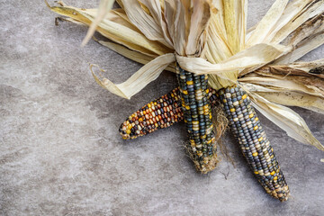 Trio of decorative, colorful corn on a muted, tan, gray background. Corn husk.