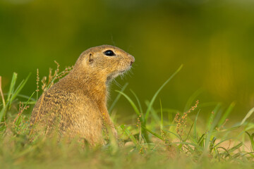 Naklejka na ściany i meble European ground squirrel (Spermophilus citellus) an adorable furry mammal living in the fields. Detailed portrait of a wild cute animal sitting in the grass with soft green background. Czech Republic