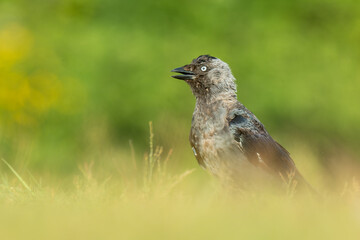 Western jackdaw (Corvus monedula) sitting in the grass on a meadow. Detailed portrait of a beautiful black crow with soft green background. Wildlife scene from nature. Czech Republic