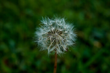 Close up of a puffball from a dandelion flower.  Bokeh background.