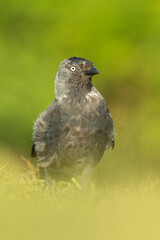 Western jackdaw (Corvus monedula) sitting in the grass on a meadow. Detailed portrait of a beautiful black crow with soft green background. Wildlife scene from nature. Czech Republic