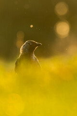Western jackdaw (Corvus monedula) sitting in the grass on a meadow. Detailed portrait of a beautiful black crow with soft green background. Wildlife scene from nature. Czech Republic