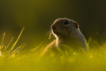 European ground squirrel (Spermophilus citellus) an adorable furry mammal living in the fields. Detailed portrait of a wild cute animal sitting in the grass with soft green background. Czech Republic