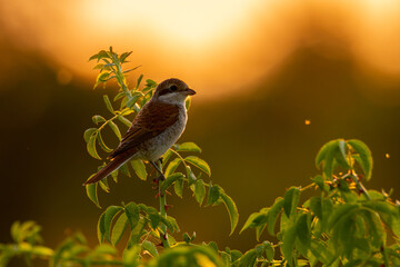 Red-backed shrike (Lanius collurio) male, beautiful songbird sitting on a branch at sunset. Shrike silhouette with orange background. Wildlife scene from nature. Czech Republic